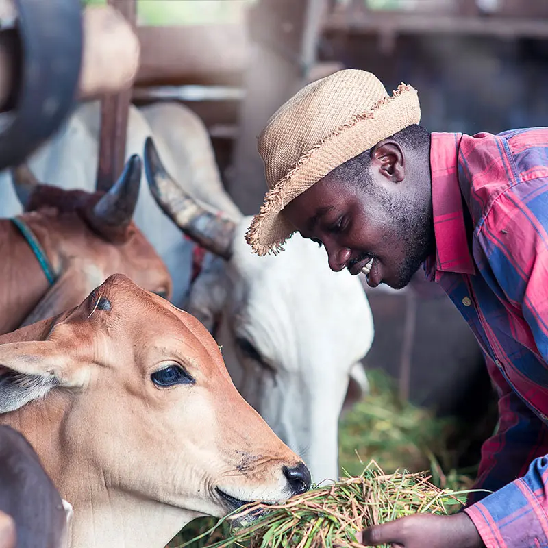 African farmer feeding cows with grass