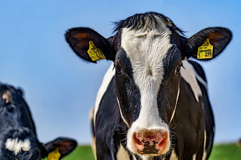 Rapid, Sensitive And Accurate Diagnostic Testing of cows