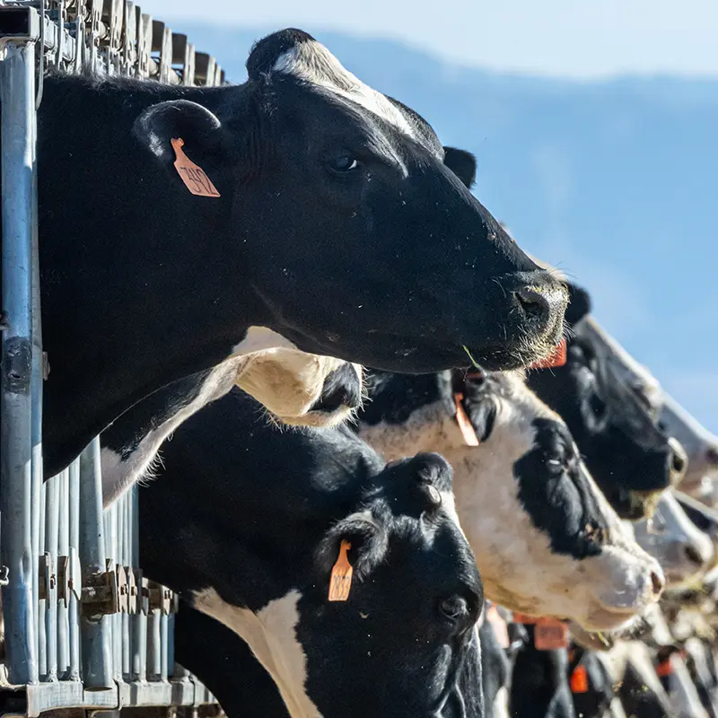 Cows feeding