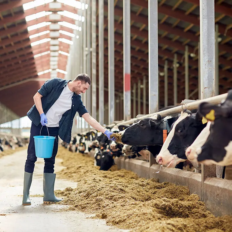 Dairy farmer feeding cows