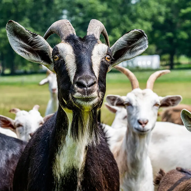 Goats suffer from Johns Disease