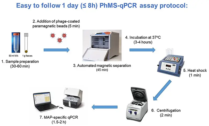 Schematic of PhMS qPCR Process